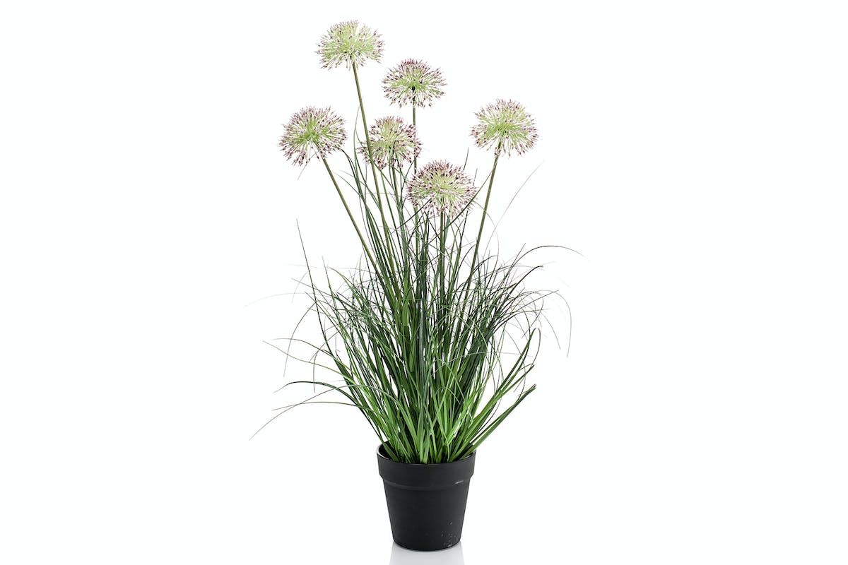 Allium Grass | Pot | 72 cm